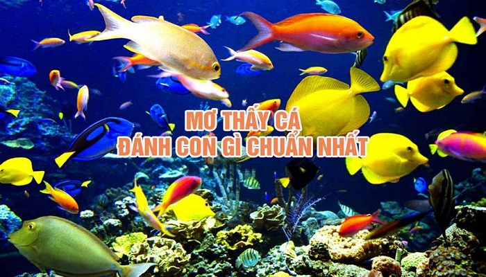 Giải mã giấc mơ thấy cá