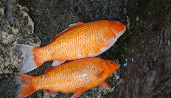 Mơ thấy cá chết